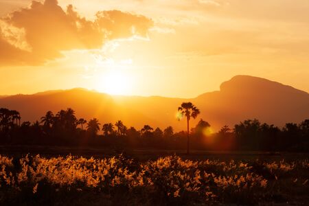 Glowing rose natal grass flowers fields at sunset, meadow and mountains in the backgrounds. Vacations concept.の写真素材
