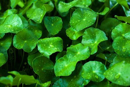 Fresh lush Gotu Kola or Centella asiatica with water drops, glossy Gotu Kola leaves with water drops after the rain. Close-up. Top view.の写真素材