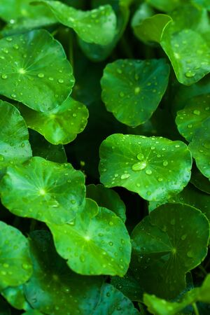 Fresh lush Gotu Kola or Centella asiatica with water drops, glossy Gotu Kola leaves with water drops after the rain. Close-up. Top view.の写真素材