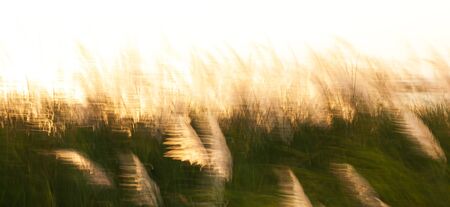 Blooming cane flowers swinging in the wind, glowing sun shines onto flower fields near a summer lake. Motion blur. Long exposure.の写真素材