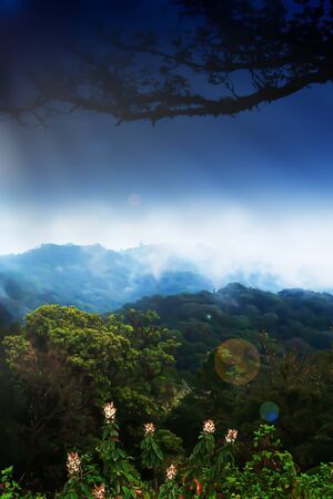 Mystic landscape of Himalayas mountain range in dark misty, wild flowers are in bloom in an ancient forest. Focus on flowers.の写真素材
