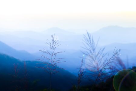 Refreshing mountain view at sunrise, cane flowers swinging in the wind onto a mountain range.の写真素材