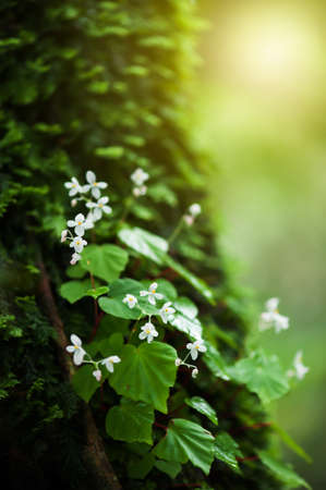 Blooming white flowering Begonia in the tree trunk in a tropical rainforest, fresh and lush Begonia in an ancient tropical rainforest at sunrise. Focus on Begonia flowers.の写真素材