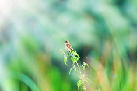 A female Pied Bush Chat is perching on the tree branch at sunrise. Khao Yai National Park. Thailand....