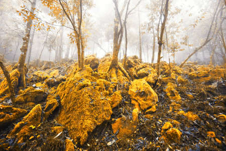Magical yellow forest in autumn, fantastic yellow moss and lichen growing in the rock and tree trunk in the mist. Soft focus.の写真素材