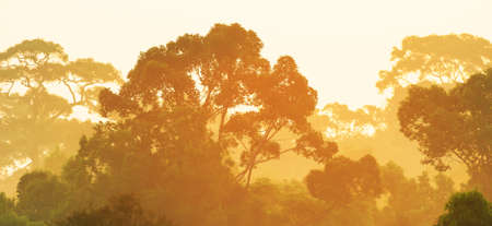 Panoramic aerial view of tropical rainforest at sunrise, abstract shape of large tree branches in the early light. Focus on tree branches.の写真素材