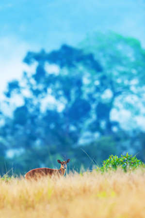 A fawn walking in the grassland in the morning mist. World Heritage Site, Khao Yai National Park, Thailand.のeditorial素材