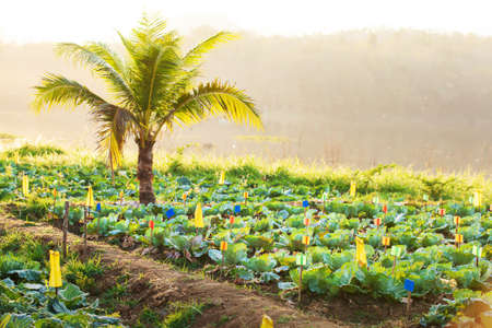 Organic vegetable garden at sunset, White cabbage and coconut palm tree growing in summer, lake and mountains in the backgrounds, rural scene in North Thailand. Selective focus.の写真素材