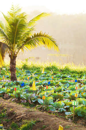 Organic vegetable garden at sunset, White cabbage and coconut palm tree growing in summer, lake and mountains in the backgrounds, rural scene in North Thailand. Selective focus.の写真素材
