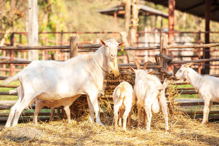A nanny white goat and white kids feeding on hay in a local farm in North Thailand.の写真素材