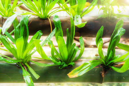 Fresh lush hydroponic Coriander and other vegetables growing in the bamboo on water solvent without soil, water plant-cultivated, plantation in the greenhouse for health food. Selective focus.の写真素材