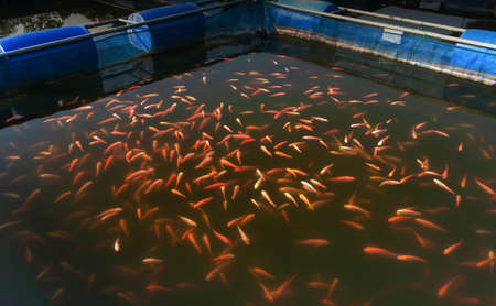 A school of Red Tilapia Fish in a farming cage, freshwater fish farming in North Thailand. Top view. Selective focus.の写真素材
