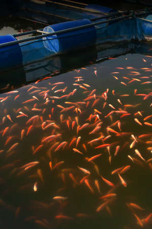 A school of Red Tilapia Fish in a farming cage, freshwater fish farming in North Thailand. Top view. Selective focus.の写真素材