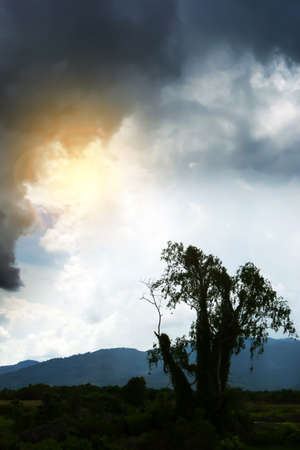 Dramatic thunderstorm over a lonely tree stump near a tropical rainforest, the tree stump is beginning to bud. Survival, Climate change concepts. Silhouette. Lens flare.の写真素材
