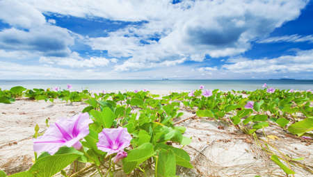 Blooming Morning Glory flowers on a tropical beach on sunny summer, bright clouds and light blue sky in the backgrounds. Focus on Morning Glory flowers.の写真素材