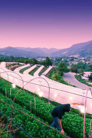 Young man gardener turns on the lights in his flowers and vegetables greenhouse in a valley at dusk....