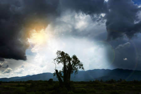 Dramatic thunderstorm over a lonely tree stump near a tropical rainforest, the tree stump is beginning to bud. Survival, Climate change concepts. Silhouette. Lens flare.の写真素材