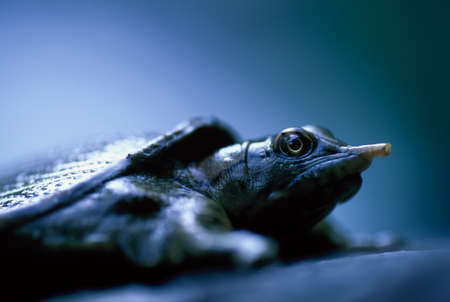 Close-up of a Big-headed turtle (Platysternon megacephalum) on a stream. Selective focus.の写真素材