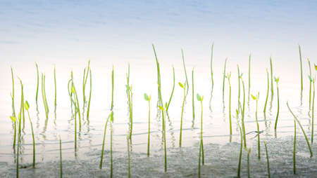 Green young mangrove trees growing on a coastline, transparent green young leaves on sunny summer....