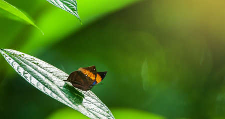 An Orange Oakleaf or Dead Leaf sunbathing on green leaf in sunlight, green evergreen forest blurred in the background. Mae Wong National Park, Thailand.の写真素材