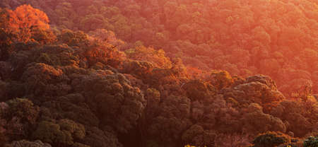 Magical aerial view of canopy of primeval forest, warm sunrise shines onto canopy and branches of ancient trees. Himalayas mountain range.の写真素材