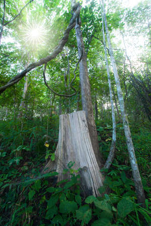 A large teak tree stump in a teak forest. National park in North Thailand. Focus on teak stump. Climate change, Environment concepts.の写真素材