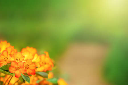 Blooming orange Rhododendron flowers along a wooden walkway blurred in the background. Tranquil flower garden in springtime. Soft focus on Rhododendron flowers.の写真素材