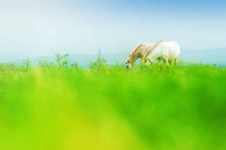Happy couple white horses graze in the pasture in the morning.の写真素材