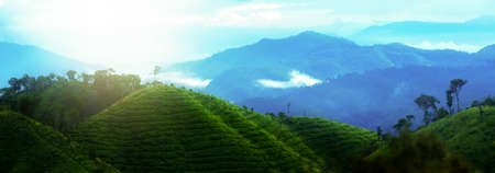 Panoramic scenery mountain range at sunrise, refreshing green mountains view and fresh morning mist....