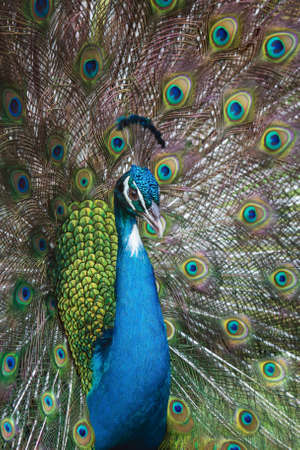 Close-up male Indian Peacock in full display. Elegant eyespot on a male Indian Peafowl's train...