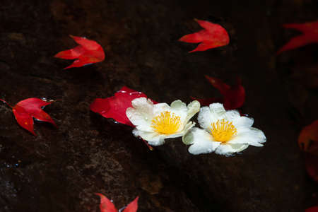 Fried Egg Tree flowers and red maple leaves floating on a stream. Close-up. Top view.の写真素材