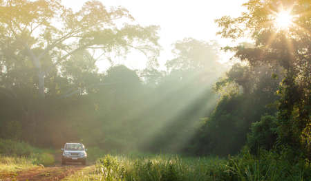 Silver SUV car driving on a forest road at sunrise, large banyan tree and wild trees in the...