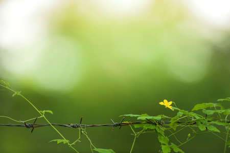 Blooming yellow ivy gourd flower on the barbed wire fence, green garden blurred in the background....