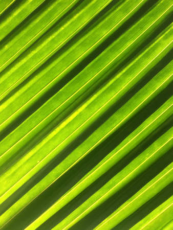 Striped green palm leaves in sunlight, bright shade of green against sunshine. Full frame. Close-up.の写真素材