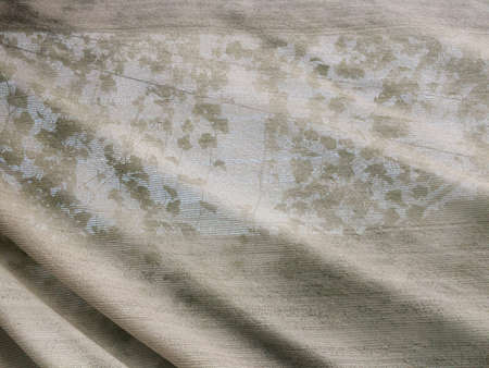 Abstract grave vine in a garden greenhouse covered by shading net. Focus on shading net.の写真素材