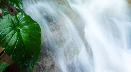 Some little unknown insects are on the large green leaf of Ear Elephant by tropical waterfall, deep forest near Myanmar and Thailand border. Long exposure.の写真素材
