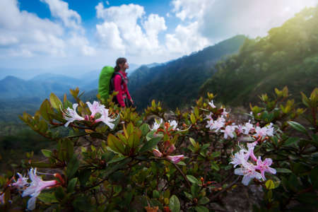 Hiking on Himalayas mountain peak with pink rhododendron flowers are in bloom, hiker young woman with backpack blurred in the background. Focus on rhododendron flowers.の写真素材