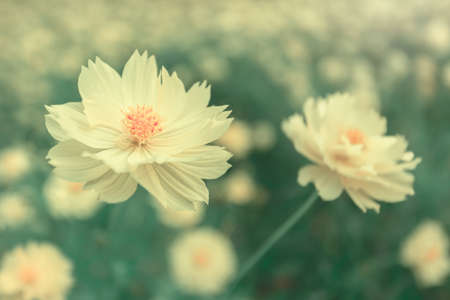 Close-up yellow cosmos flowers in early light. Yellow cosmos flowers in full bloom. Soft focus on yellow petal.の写真素材