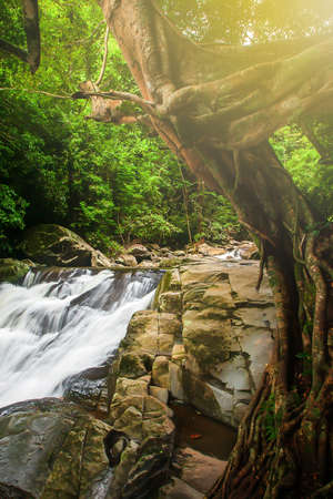 Pure waterfall in a tropical rainforest, sunrise shines through branches of a large banyan tree onto waterfall. Pala-U Waterfall, Thailand. Long exposure. Focus on waterfall.の写真素材
