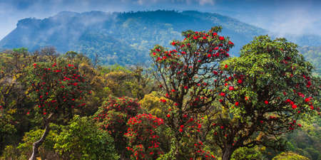 Scenery of ancient rhododendron forest in full bloom on the mountain peak, blooming red rhododendron flowers in season. Himalayas mountains.の写真素材