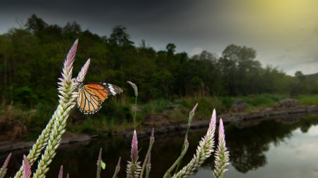 A monarch butterfly pollinating cockscomb flowers on the riverbank, rain storm covers tropical forest in the backgrounds. Mae Wong National Park, Thailand. Environment, Climate Change concepts.の写真素材