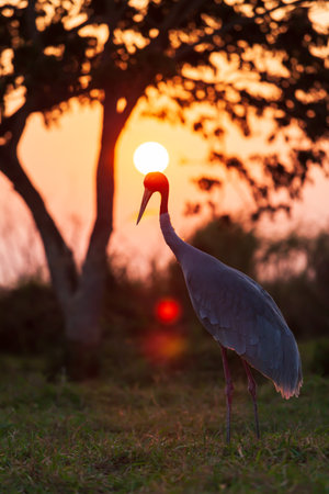 Sarus Crane relaxing on the grassland at sunset, glowing sun setting behind Sarus Cranes head. Silhouette.  Focus on the head.の写真素材