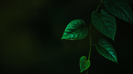 Close-up green vine leaves after the rain, water drops on green vine leaves. Selective focus.の写真素材