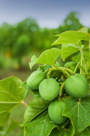 Physic nut, Purging nut or Barbadose nut (Jatropha curcas L.) plantation, vegetable oil refining, vegetable oil fuel. Alternative fuel concept. Focus on Physic nut.の写真素材