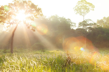 Bright sunrise shines on grass flowers fields and green forest blurred in the background, magical light beam with lens flare. Focus on grass flowers.の写真素材