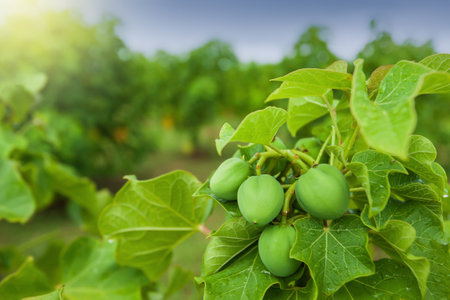 Physic nut, Purging nut or Barbadose nut (Jatropha curcas L.) plantation, vegetable oil refining, vegetable oil fuel. Alternative fuel concept. Focus on Physic nut.の写真素材