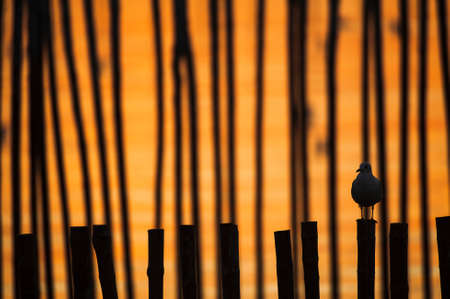 A seagull relaxing on a shoreline while perching on the stump at sunset. Focus on seagull.の写真素材