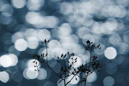 Abstract wild flowers are in bloom near a lake, glittering silver bokeh on surface of a lake in the backgrounds. Close-up. Focus on flowers.の写真素材