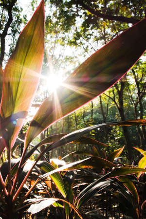 Colorful cordyline fruticosa foliage growing by shady trees in an evergreen forest, transparent cordyline leaves against sunrise. Focus on cordyline leaves.の写真素材