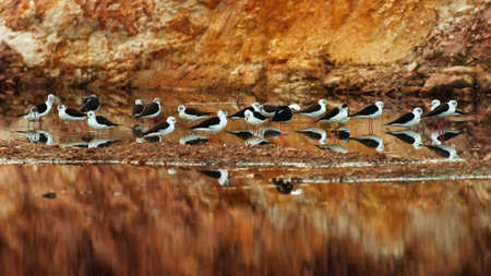 A flock of black-winged stilt relaxing on a lake during great migration in Asia. Migratory wild birds. Bird migration. Selective focus.の写真素材